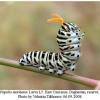 papilio machaon larva5b